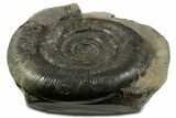 Jurassic Ammonite (Dactylioceras) Fossil - England #351165-1